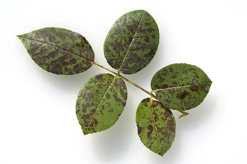 csm_downy_mildew_peronospora_sparsa_damage_2_koppert_a8be247408.jpg
